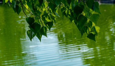 Güneşli bir günde bir ağaç dalından sarkan yemyeşil yaprakların yakın plan görüntüsü.