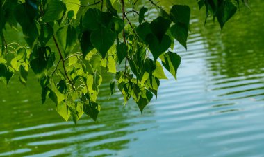 Güneşli bir günde bir ağaç dalından sarkan yemyeşil yaprakların yakın plan görüntüsü.