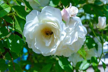 Bir bal arısı, yeşil yaprakların arka planında, Ukrayna 'da beyaz bir gül çiçeğiyle nektar toplar.