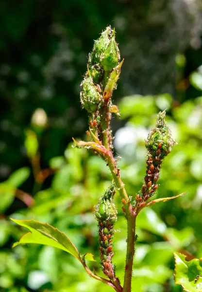 Yeşil yaprak biti (Aphidoidea, Hemiptera), Ukrayna 'nın bahçesinde süslemeli bir gül tomurcuğunun üzerinde