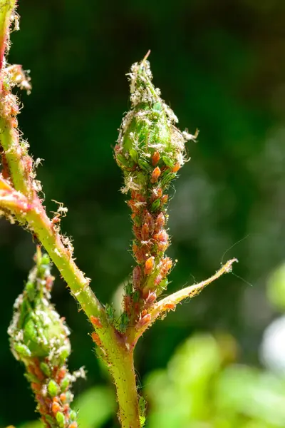 stock image Green Aphid (Aphidoidea, Hemiptera) on a bud of a decorative rose in the garden, Ukraine