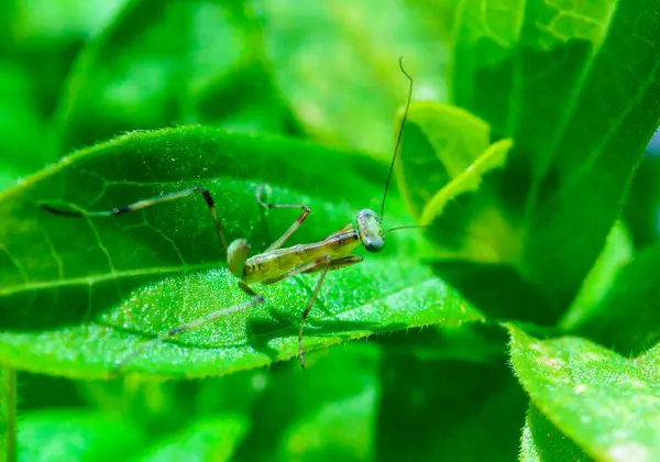 stock image Young little mantis Hierodula transcaucasica - an invasive species of mantis in Ukraine