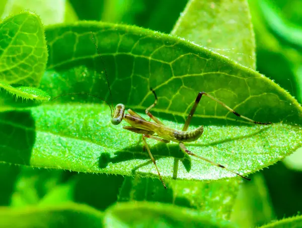 stock image Young little mantis Hierodula transcaucasica - an invasive species of mantis in Ukraine