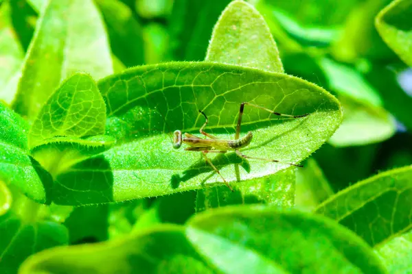 stock image Young little mantis Hierodula transcaucasica - an invasive species of mantis in Ukraine