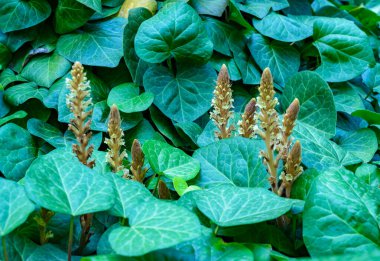 Sarmaşık süpürgesi (Orobanche hederae), Ukrayna 'da bir bahçede sarmaşık üzerinde büyüyen asalak bitkinin yakın planıdır.