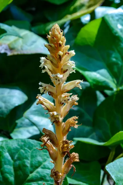 stock image The ivy broomrape (Orobanche hederae), Close-up of a parasitic plant growing on ivy in a garden, Ukraine