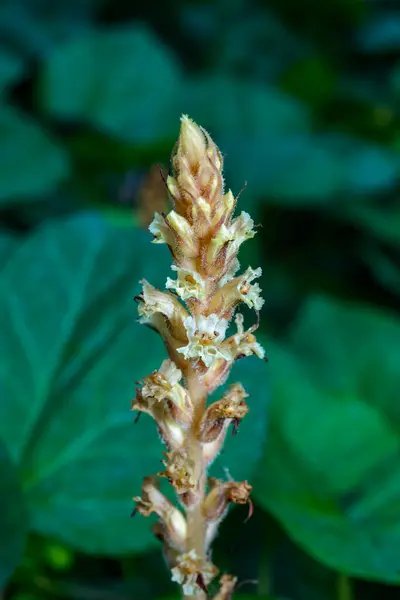 stock image The ivy broomrape (Orobanche hederae), Close-up of a parasitic plant growing on ivy in a garden, Ukraine