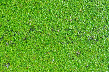 Lekesiz su yemeği, köksüz ördek otu Wolffia arrhiza ve ördek otu durgun tatlı su göletinde Lemna Turionifera