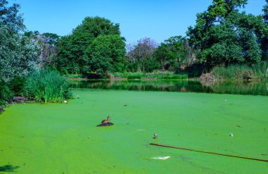 Ukrayna 'nın durgun göletinde su yosunu Lemna ve Wolffia' nın yüzeyinde yüzen su bitkileri.