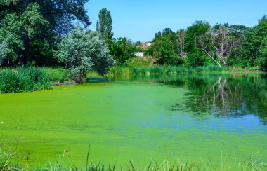 Ukrayna 'nın durgun göletinde su yosunu Lemna ve Wolffia' nın yüzeyinde yüzen su bitkileri.