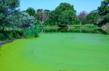 Ukrayna 'nın durgun göletinde su yosunu Lemna ve Wolffia' nın yüzeyinde yüzen su bitkileri.
