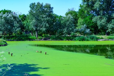 Aquatic plants floating on the surface of the water duckweed Lemna and Wolffia in a stagnant pond, Ukraine clipart