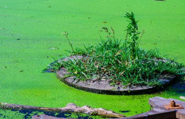 Yuvarlak ahşap bir yapı küçük bir gölde su üzerinde ördek yosunu, Ukrayna, Odessa bölgesinde yüzer.