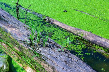 Çürümüş bir ağaç gövdesinde yeşil bitkiler büyür. Küçük bir gölde yüzerler. Ördek otu, Ukrayna, Odessa bölgesi.