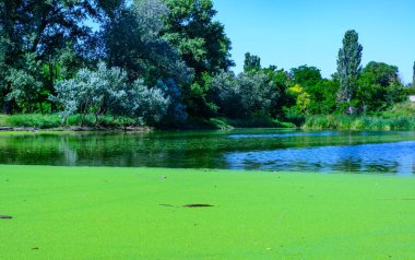 Ukrayna 'nın durgun göletinde su yosunu Lemna ve Wolffia' nın yüzeyinde yüzen su bitkileri.
