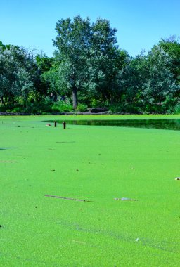 Ukrayna 'nın durgun göletinde su yosunu Lemna ve Wolffia' nın yüzeyinde yüzen su bitkileri.