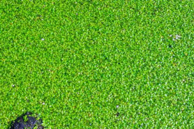 Lekesiz su yemeği, köksüz ördek otu Wolffia arrhiza ve ördek otu durgun tatlı su göletinde Lemna Turionifera