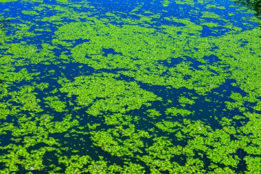 Lekesiz su yemeği, köksüz ördek otu Wolffia arrhiza ve ördek otu durgun tatlı su göletinde Lemna Turionifera