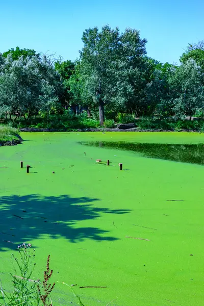 stock image Aquatic plants floating on the surface of the water duckweed Lemna and Wolffia in a stagnant pond, Ukraine