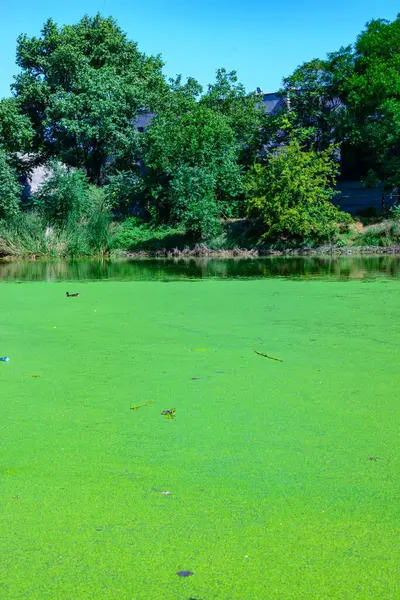 stock image Aquatic plants floating on the surface of the water duckweed Lemna and Wolffia in a stagnant pond, Ukraine