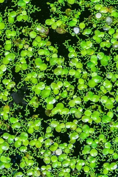 stock image Spotless watermeal, rootless duckweed Wolffia arrhiza and duckweed Lemna turionifera in a stagnant freshwater pond
