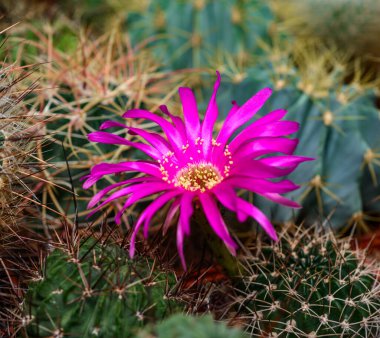Lobivia sp. - Kaktüs baharda Ukrayna 'da botanik koleksiyonunda çiçek açıyor.