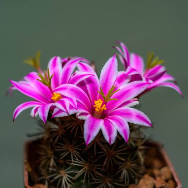 Mammillaria cactus blooming with large pink and white flowers in a botanical collection, Odessa, Ukraine clipart