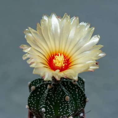 Astrofittum sp. - Kaktüs baharda Ukrayna 'da botanik koleksiyonunda çiçek açıyor.