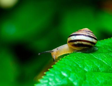 Cepaea vindobonensis - crawling land lung mollusk with a yellow body in the garden, Ukraine clipart