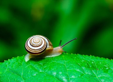 Cepaea vindobonensis - crawling land lung mollusk with a yellow body in the garden, Ukraine clipart