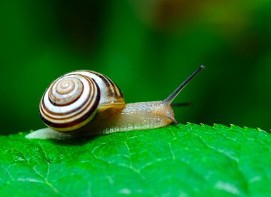 Cepaea vindobonensis - crawling land lung mollusk with a yellow body in the garden, Ukraine clipart