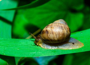 Helix vulgaris - sürünen kara pulmonatı yumuşakçaları bahçede, Ukrayna