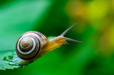 Sefaea vindobonensis - sürünen kara ciğeri yumuşakçaları ve Ukrayna 'da sarı bir vücut.