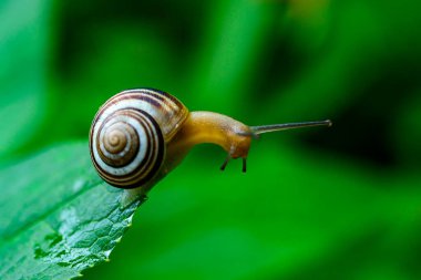 Cepaea vindobonensis - crawling land lung mollusk with a yellow body in the garden, Ukraine clipart