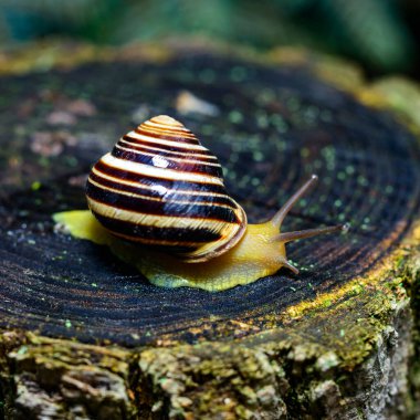 Cepaea vindobonensis - gastropod lungworm crawling on a tree stump after rain, Ukraine clipart