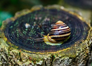 Cepaea vindobonensis - gastropod lungworm crawling on a tree stump after rain, Ukraine clipart