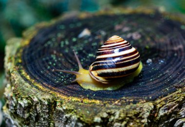 Cepaea vindobonensis - gastropod lungworm crawling on a tree stump after rain, Ukraine clipart