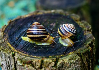 Sefaea vindobonensis. Yağmurdan sonra ağaç kütüğünde sürünen gastropodlu akciğer kurdu, Ukrayna.