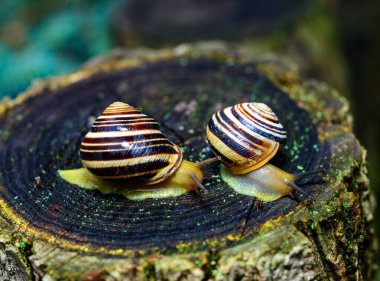 Cepaea vindobonensis - gastropod lungworm crawling on a tree stump after rain, Ukraine clipart