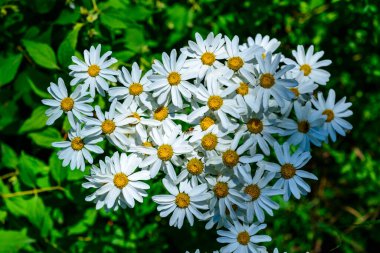 Tanacetum cinerariifolium (Asteraceae) - Beautiful white daisies with yellow centers blooming in a summer garden clipart