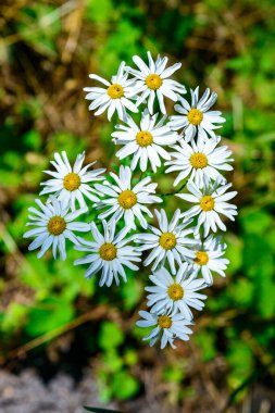 Tanasetum cinerariifolium (Asteraceae) - Yaz bahçesinde açan sarı merkezli güzel beyaz papatyalar