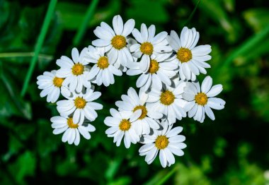 Tanacetum cinerariifolium (Asteraceae) - Beautiful white daisies with yellow centers blooming in a summer garden clipart