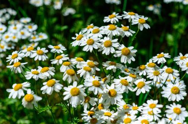 Tanacetum cinerariifolium (Asteraceae) - Beautiful white daisies with yellow centers blooming in a summer garden clipart