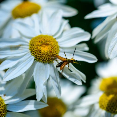 Stenurella (Priscostenurella) bifasciata - brown beetle collects pollen on flowering Pyrethrum (chamomile), Ukraine clipart