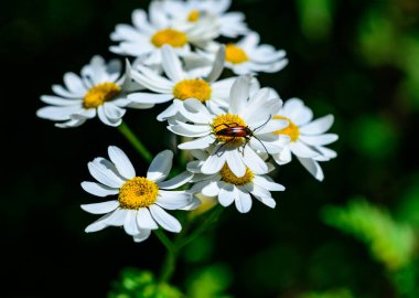 Stenurella (Priscostenurella) bifasciata - kahverengi böcek, çiçek açan Pyrethrum (papatya), Ukrayna 'da polen toplar