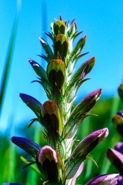 Acanthus hungaricus, Odessa Ukrayna 'nın Acanthus familyasından bir bitki türü.