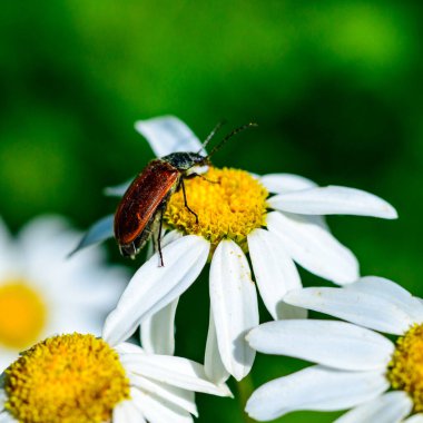 Omophlus sp. Beyaz Pyrethrum çiçeklerindeki kahverengi bir böcek polen ve nektar yer. Ukrayna, Odessa bölgesi.