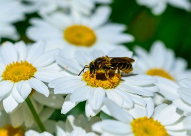 Bal arısı, Ukrayna 'daki beyaz papatyalarda nektar ve polen toplar.
