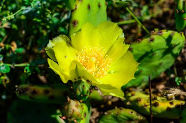 Sarı çiçekli kaktüs Opuntia 'nın yakın çekimi, Ukrayna' nın bahçesinde bir taş kaydırağında.
