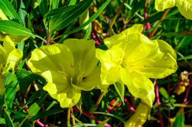 Oenothera makrocarpa - Bahçesinde narin sarı çiçekler olan daimi süs bitkisi, Ukrayna